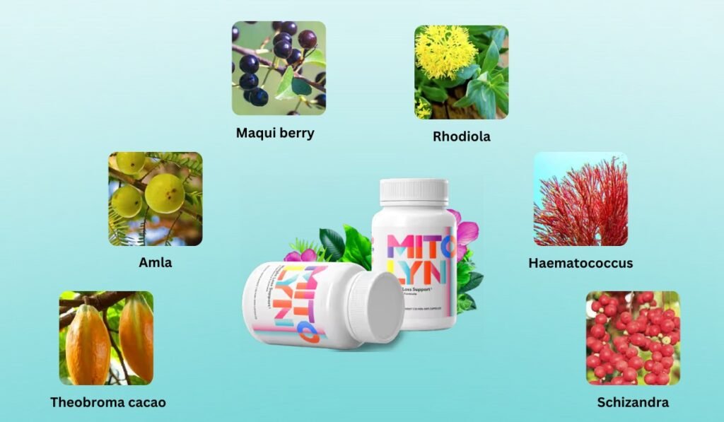 Mitolyn 6 key ingredients